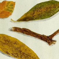 Nature Study watercolour pencils