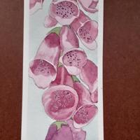 Foxgloves 4